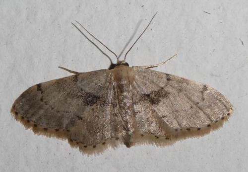 Réf. 262 733 : Idaea laevigata